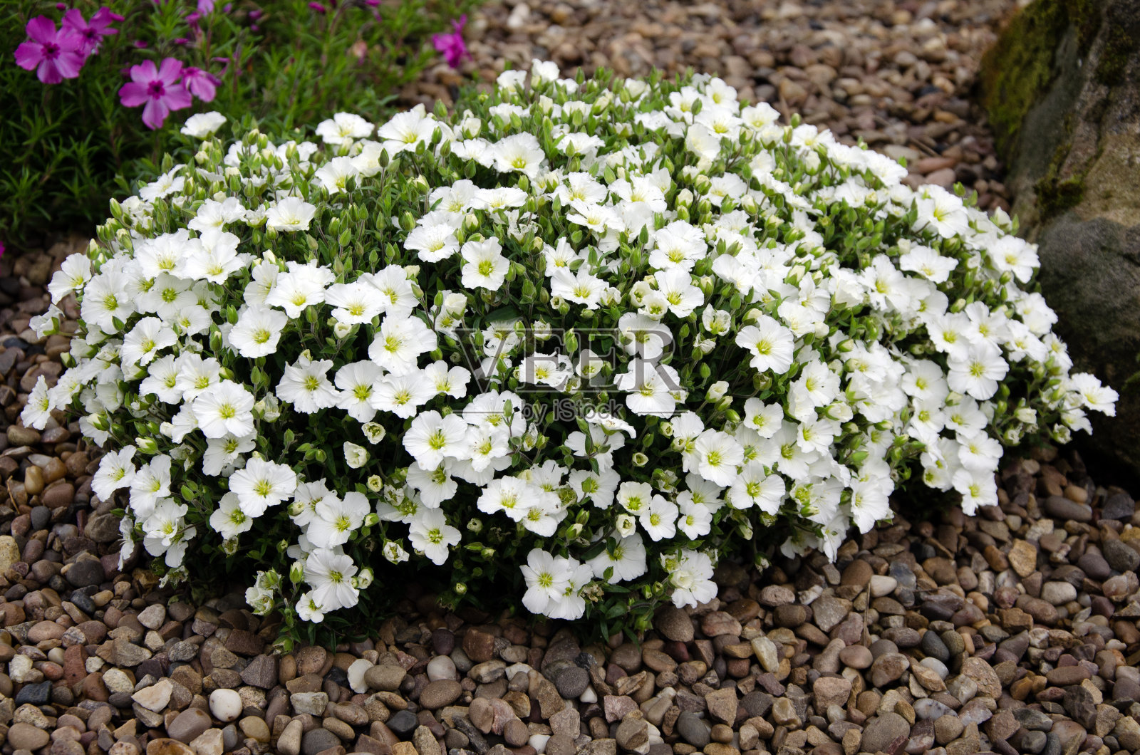 夏雪，毛毛瓷照片摄影图片