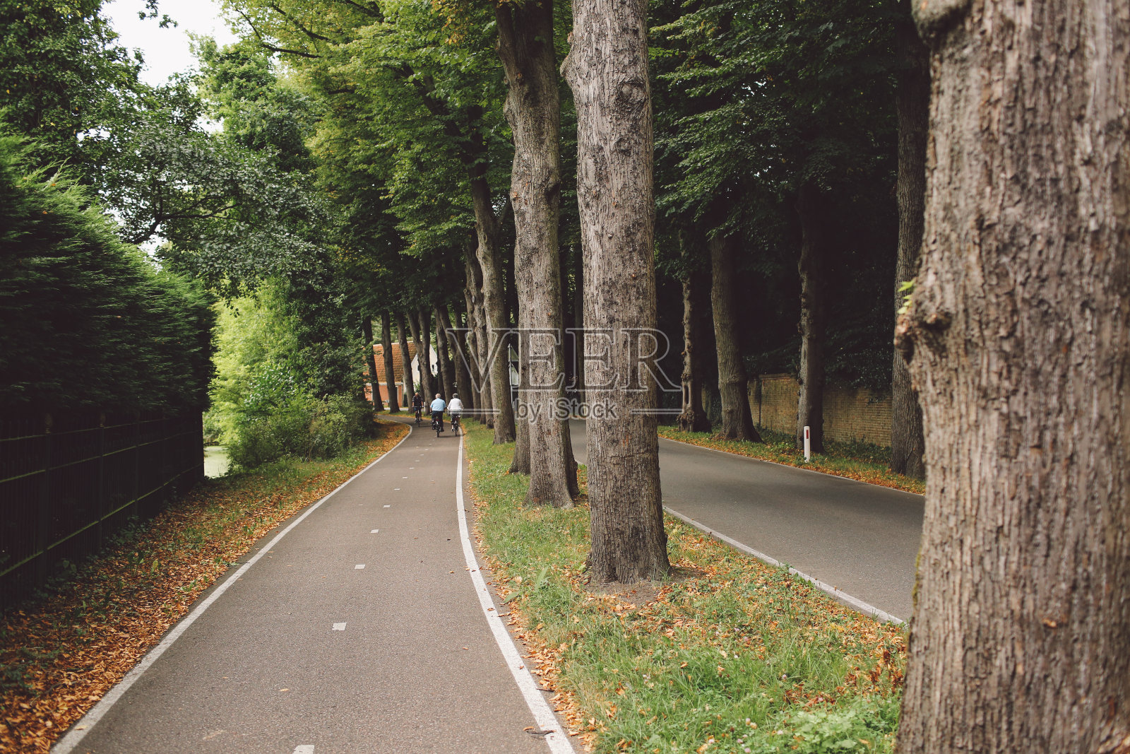 路边的树照片摄影图片