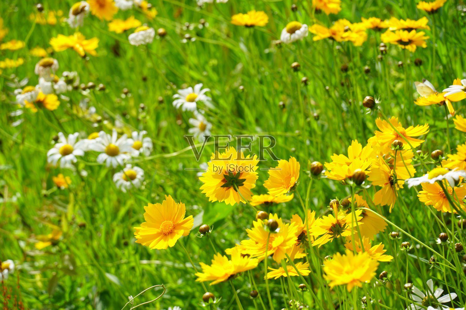 霍斯菲尔德的紫菀和雏菊照片摄影图片