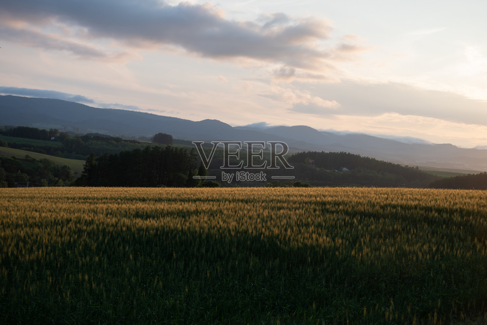 在夕阳下闪闪发光的麦田照片摄影图片
