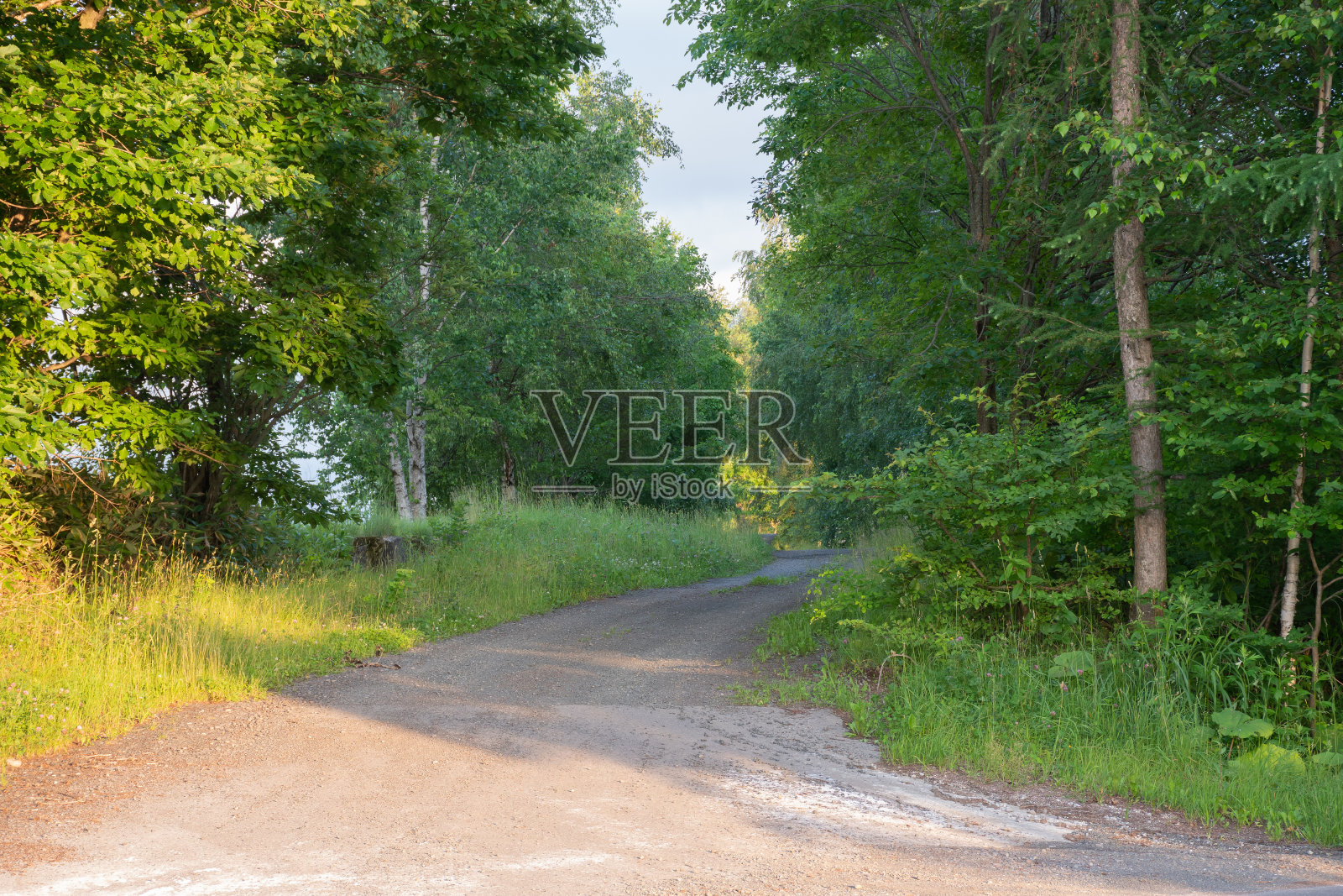 穿过绿色森林的土路照片摄影图片