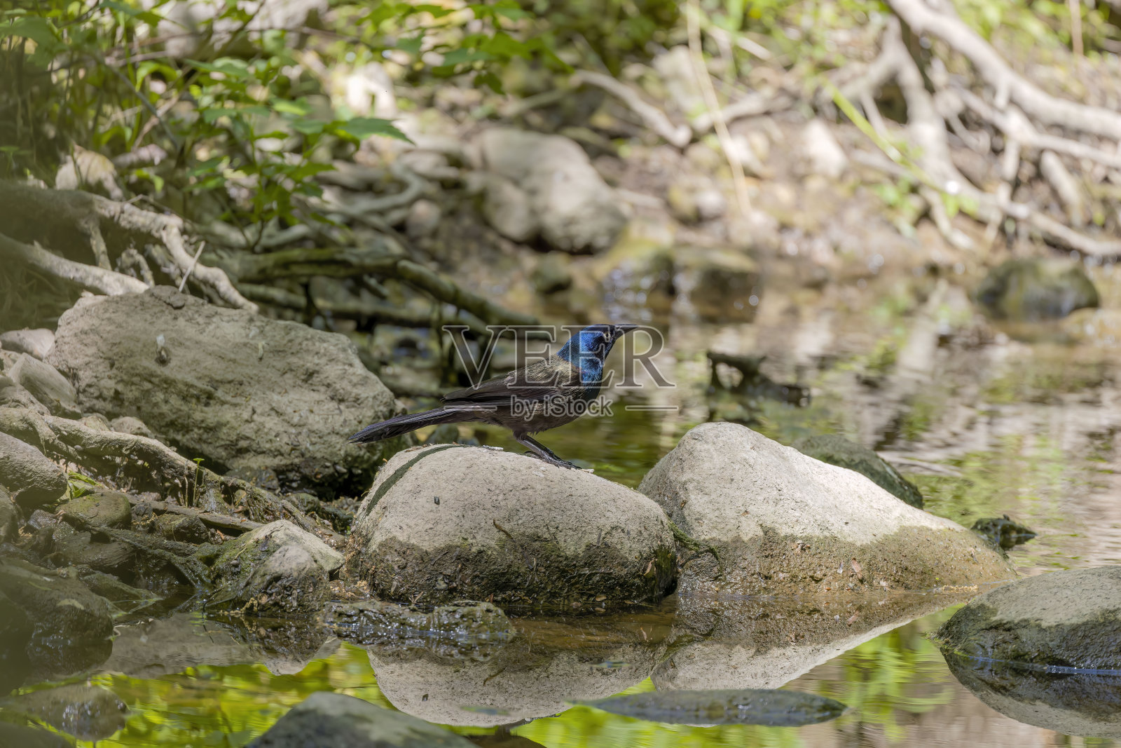 普通渡鸦(Quiscalus quiscula)照片摄影图片