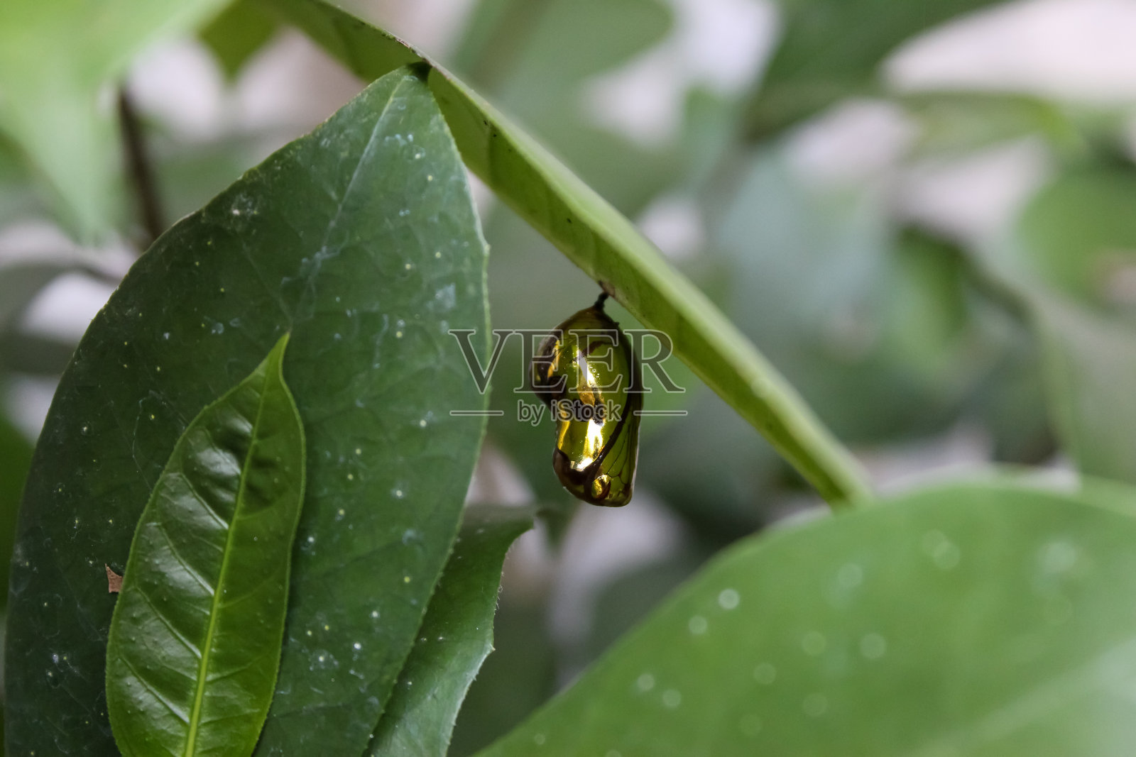 金茧照片摄影图片