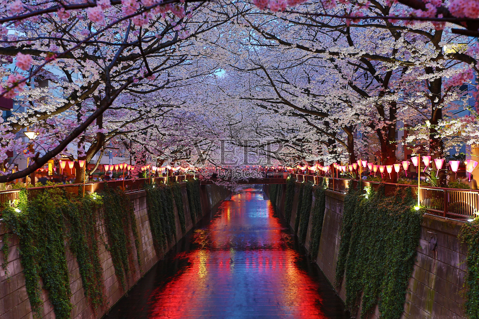 霓虹灯樱花照片摄影图片