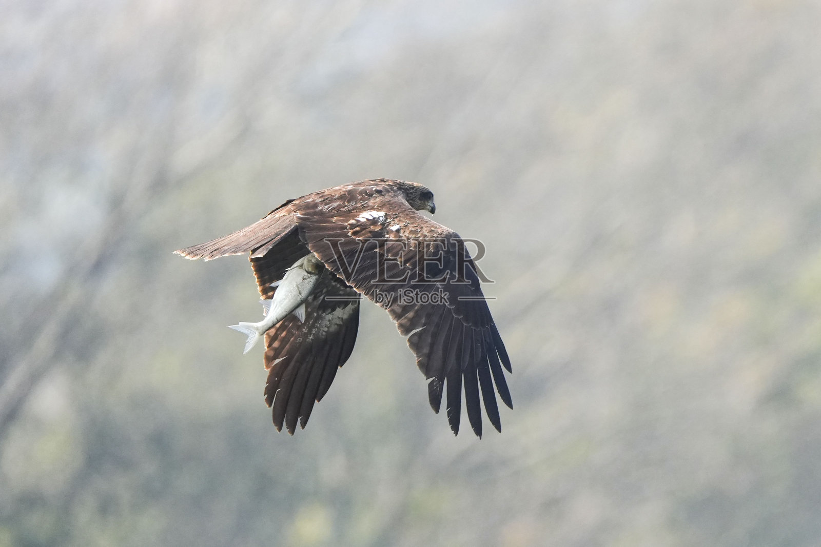 这只鸟在晴朗的天空中飞翔，后面有树照片摄影图片
