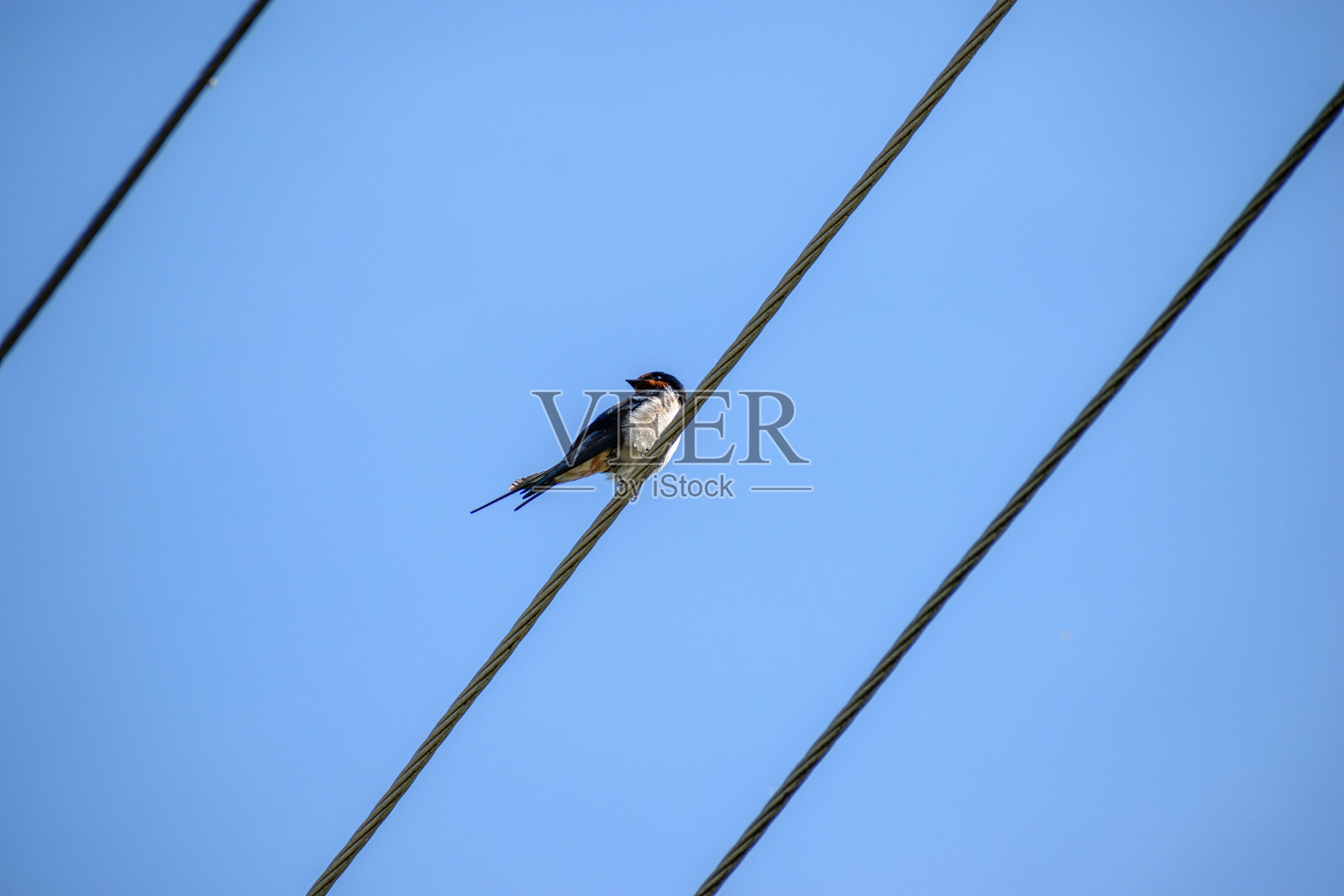 小燕子坐在电线上照片摄影图片