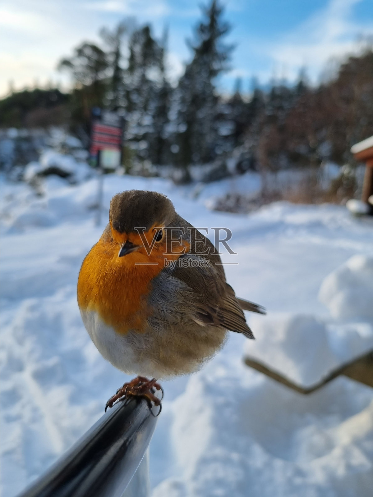 知更鸟在冬天的风景照片摄影图片