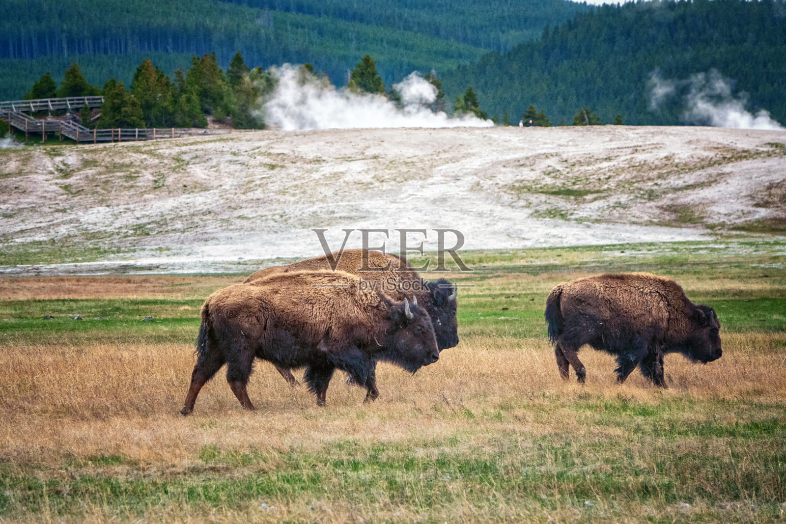 黄石野牛照片摄影图片