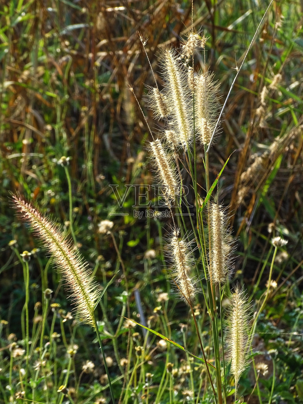草花照片摄影图片
