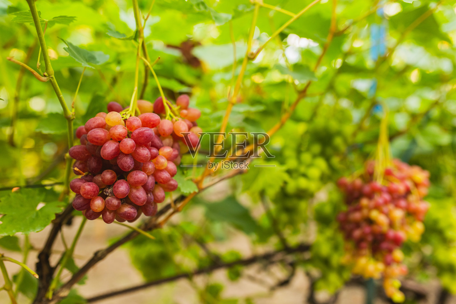 灌木上的红葡萄。葡萄园的农场。酒厂。绿色的树叶。葡萄树。秋天照片摄影图片