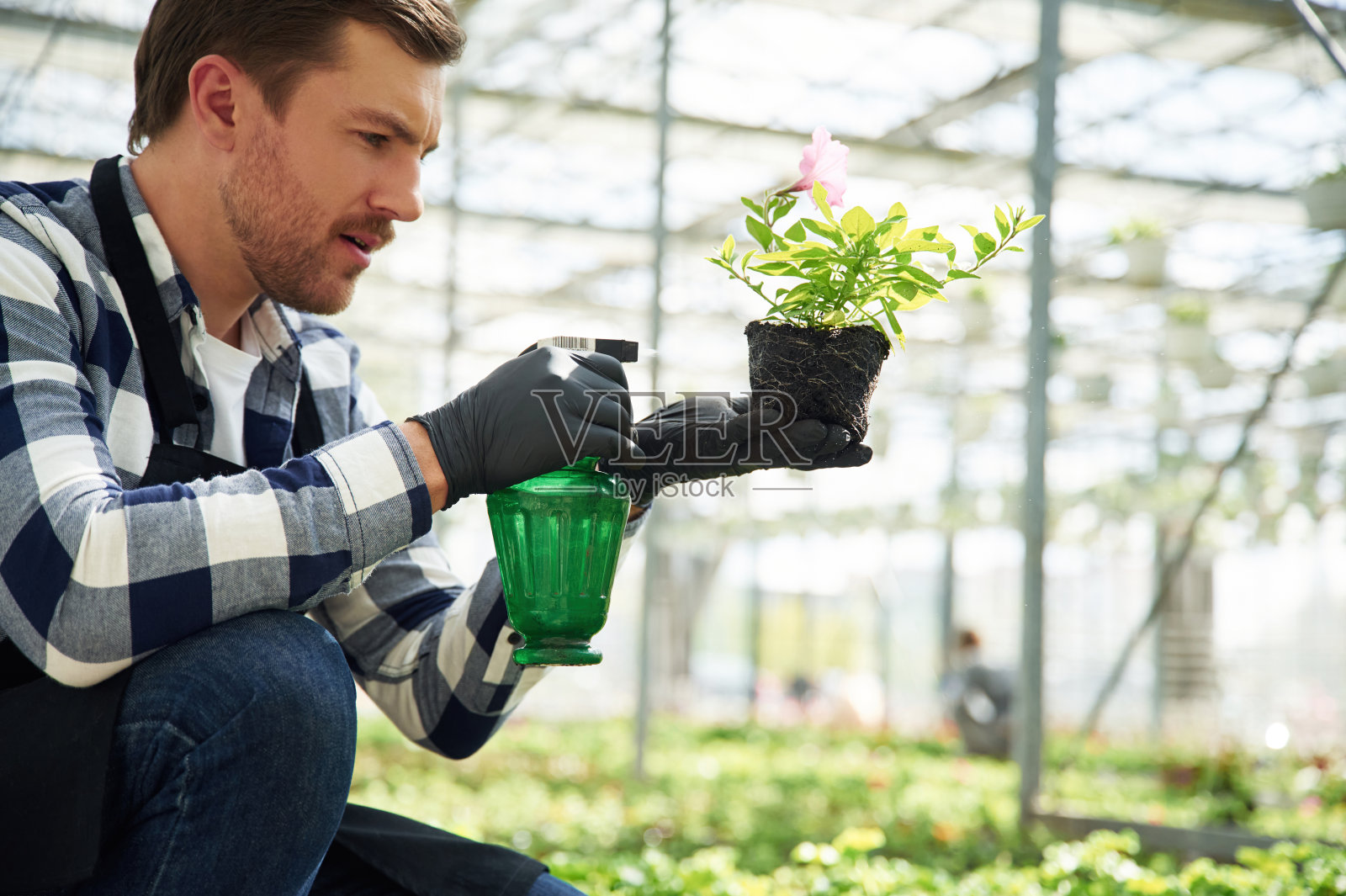 植物从花盆里出来了，给它浇水。花匠在园艺中心工作。成功的员工就像在明亮的温室里照片摄影图片
