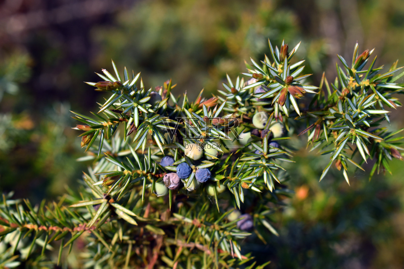 普通杜松(Juniperus communis)的果实照片摄影图片