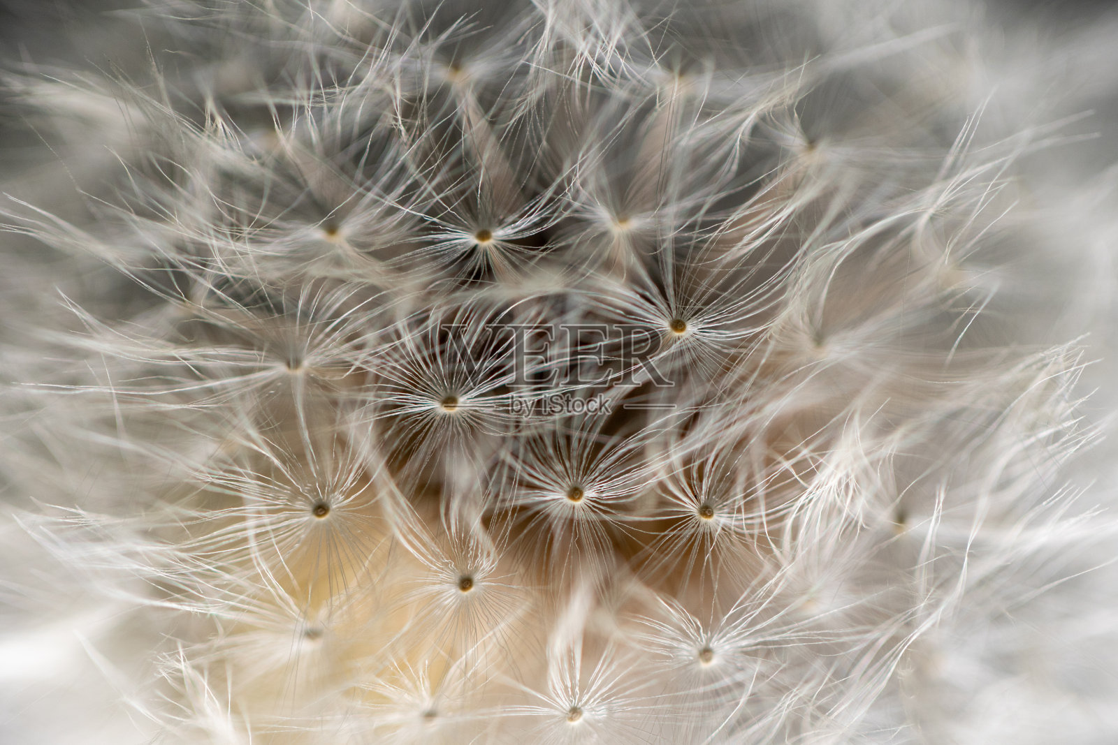 蒲公英绒毛特写照片摄影图片