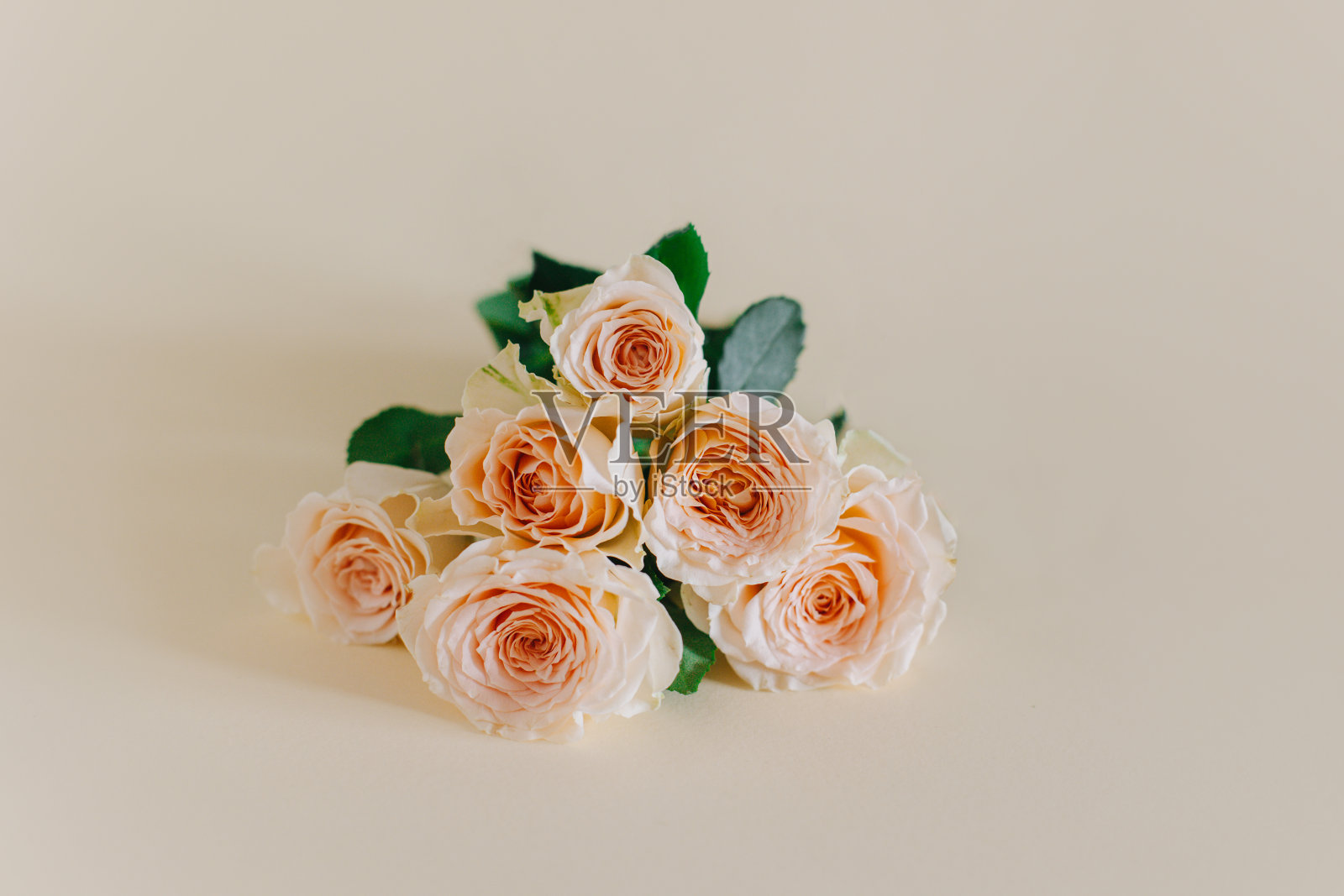 温柔的玫瑰花在粉红色的蜡笔背景。照片摄影图片