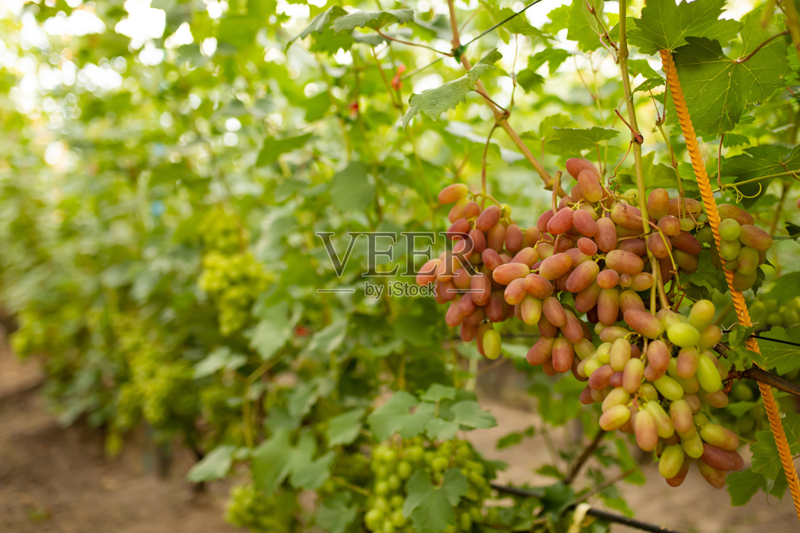 灌木上的红葡萄。葡萄园的农场。酒厂。绿色的树叶。葡萄树。秋天照片摄影图片