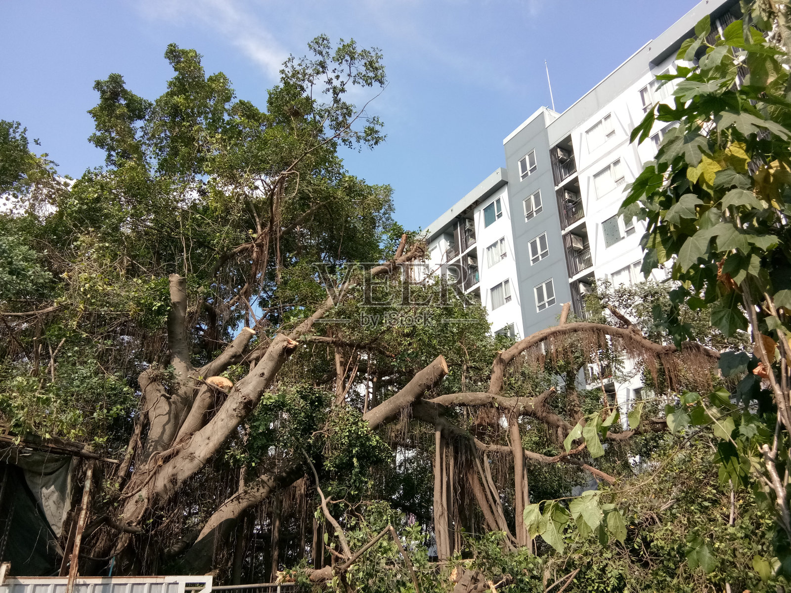 在我家旁边砍大榕树，泰国照片摄影图片