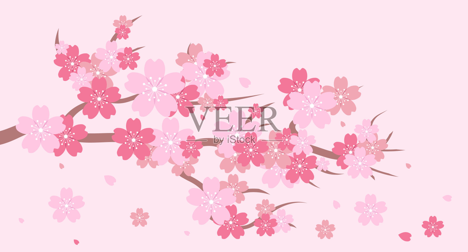 樱花枝。樱花枝。樱花开满了粉红色的樱花。粉红色的樱花背景。落的花瓣。矢量图插画图片素材