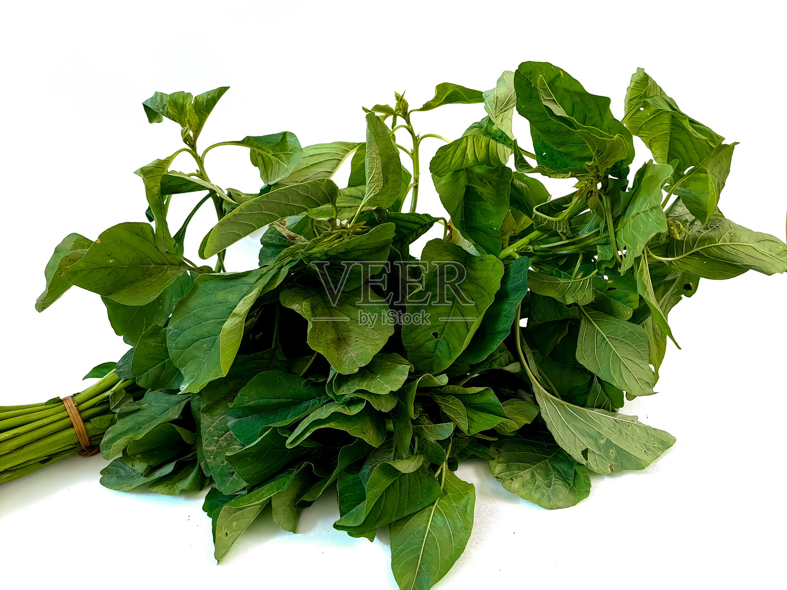 新鲜菠菜照片摄影图片