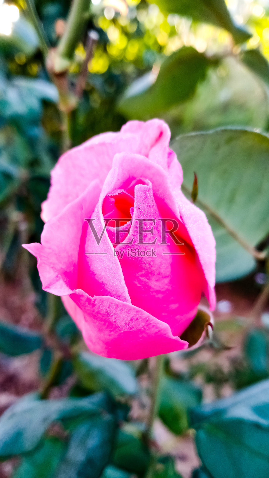 精致的照片摄影图片