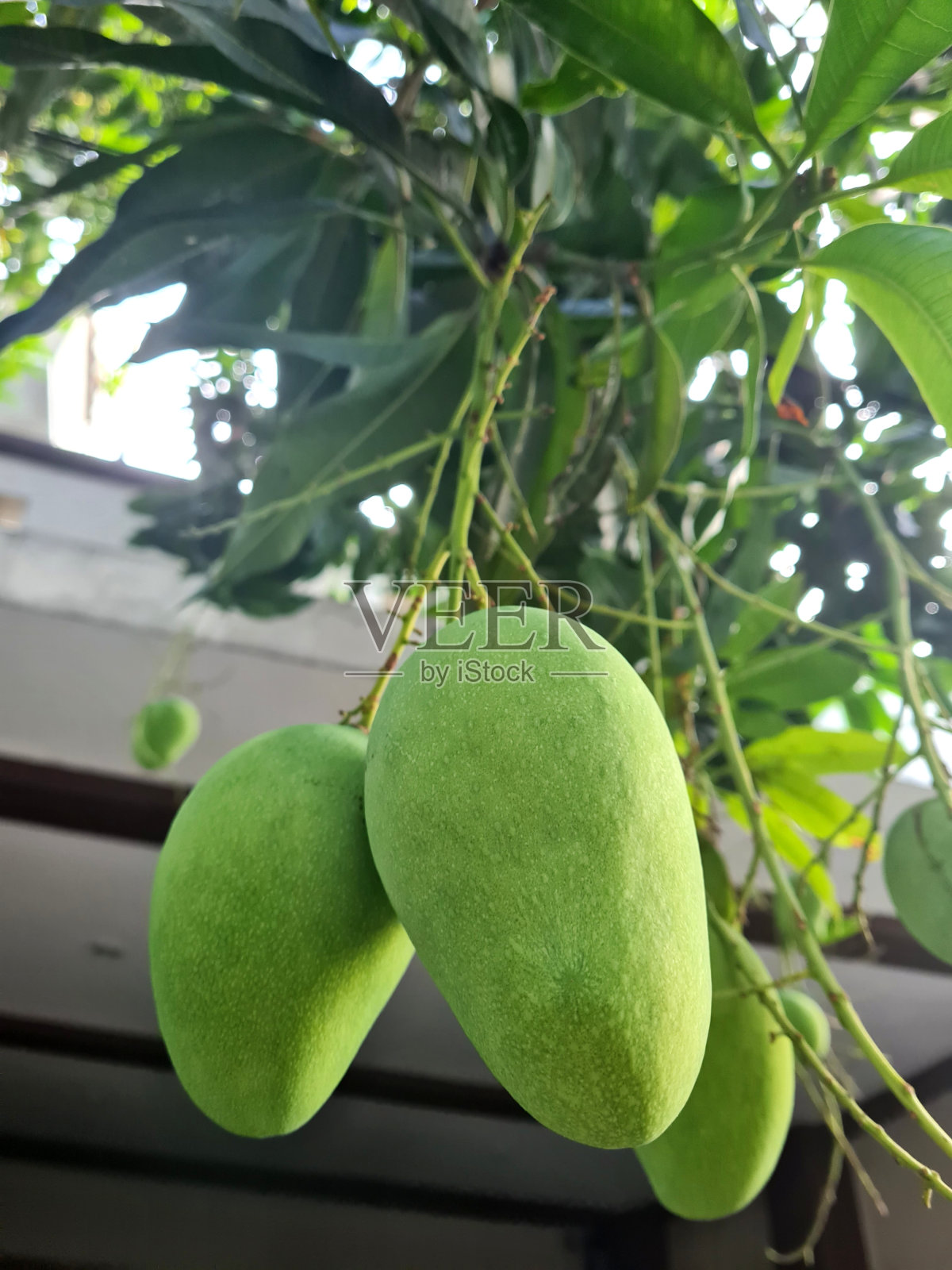 树上挂着一个正在生长的芒果照片摄影图片