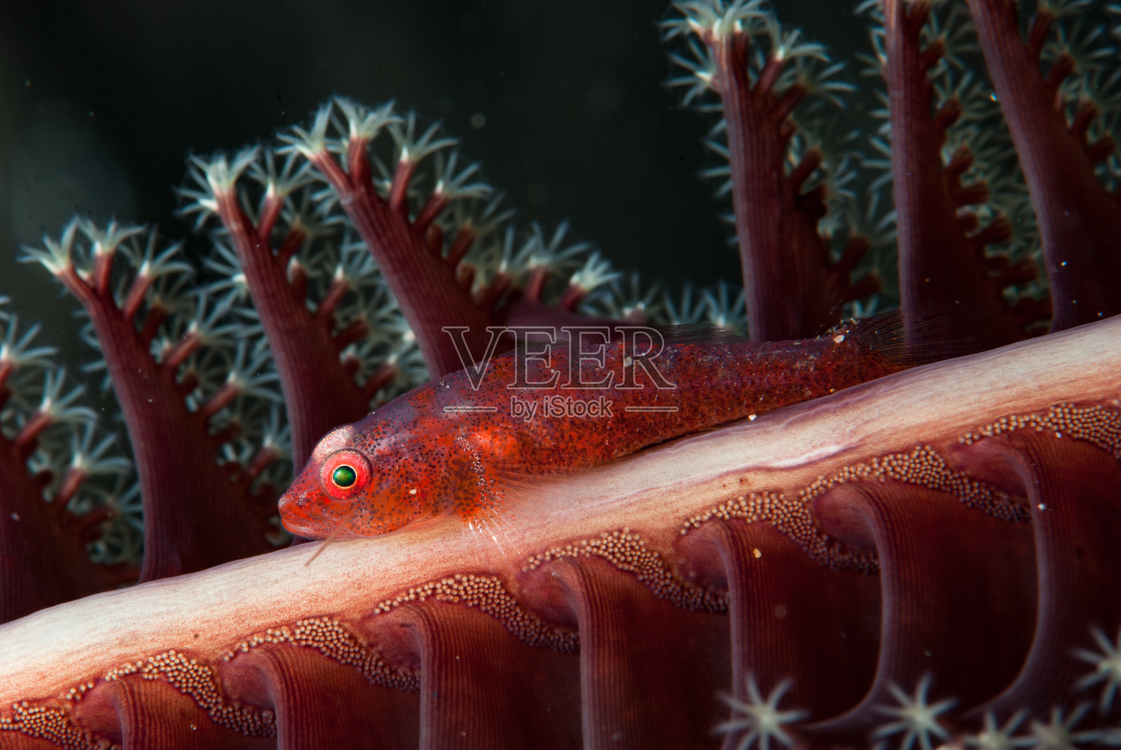 常见Ghostgoby照片摄影图片