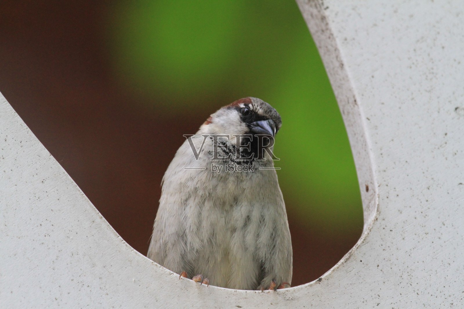 户外盛开的粉红色花朵特写照片摄影图片