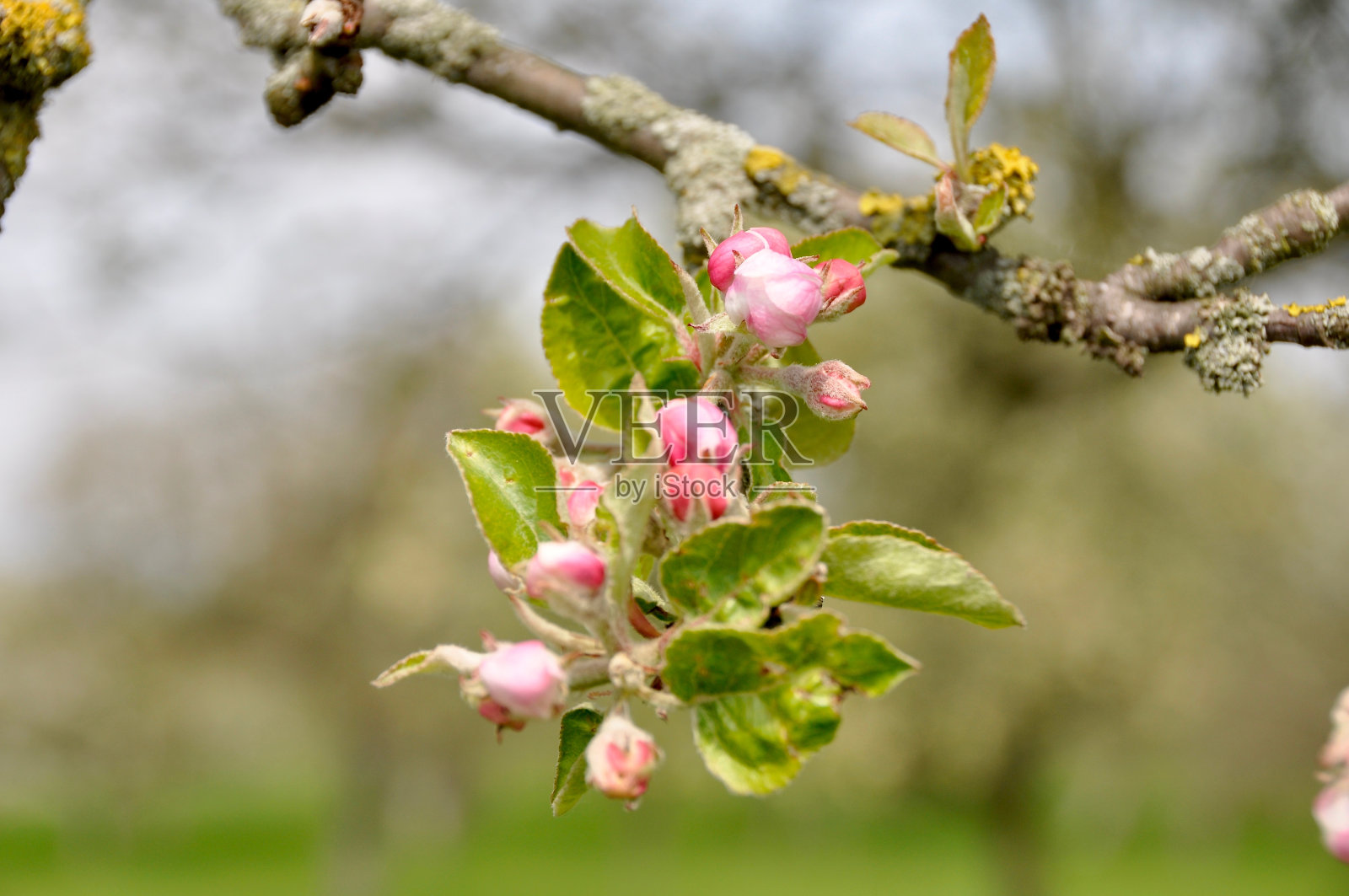 户外盛开的粉红色花朵特写照片摄影图片