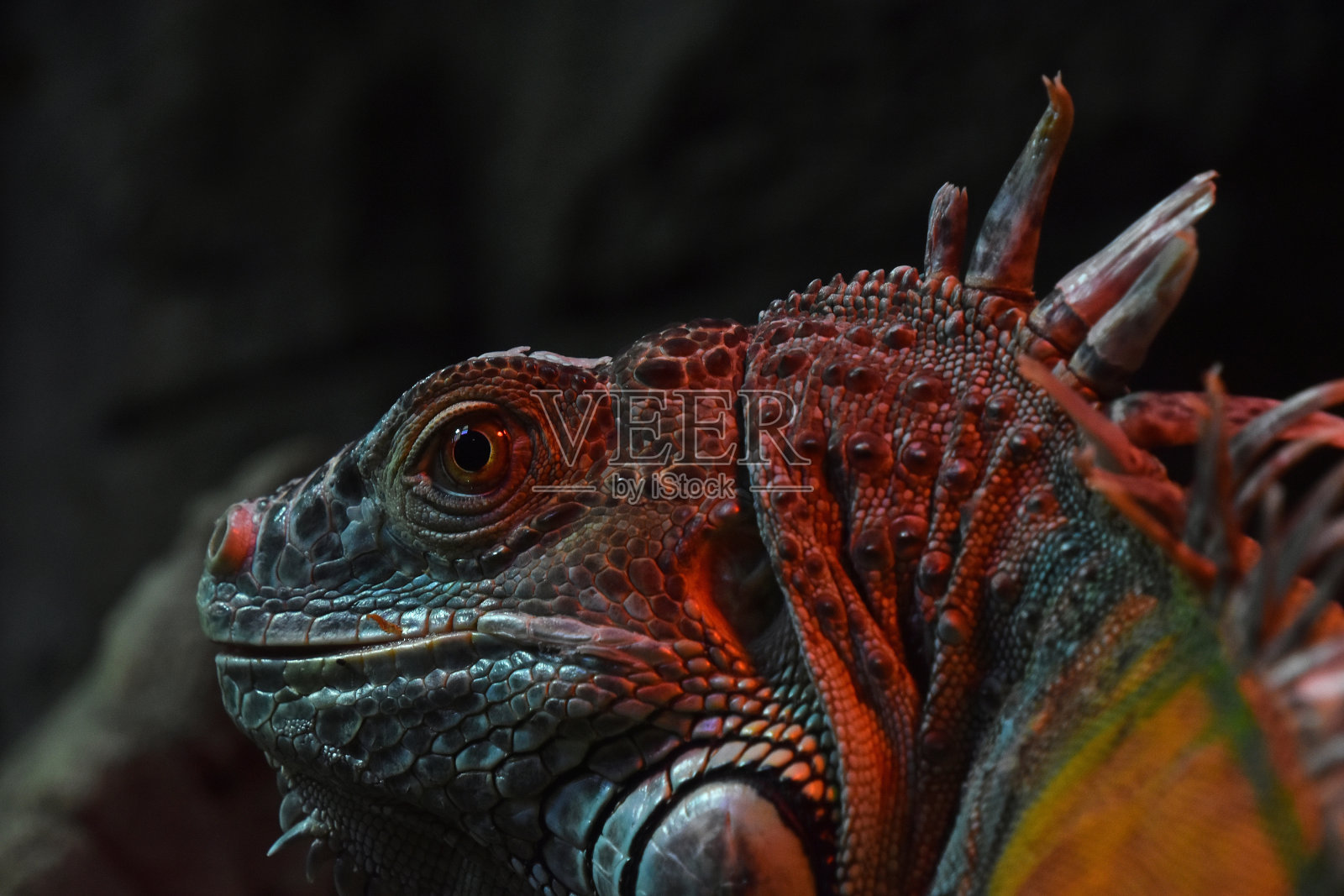 鬣蜥特写照片摄影图片