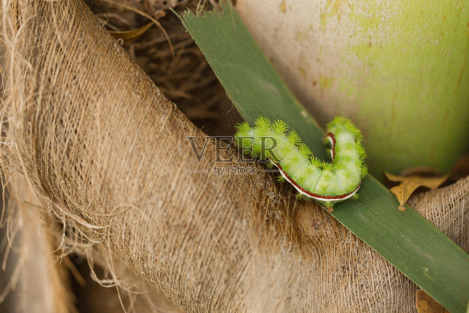 2023年春天，佛罗里达花园椰子树上的尖刺酸橙绿毛虫照片摄影图片