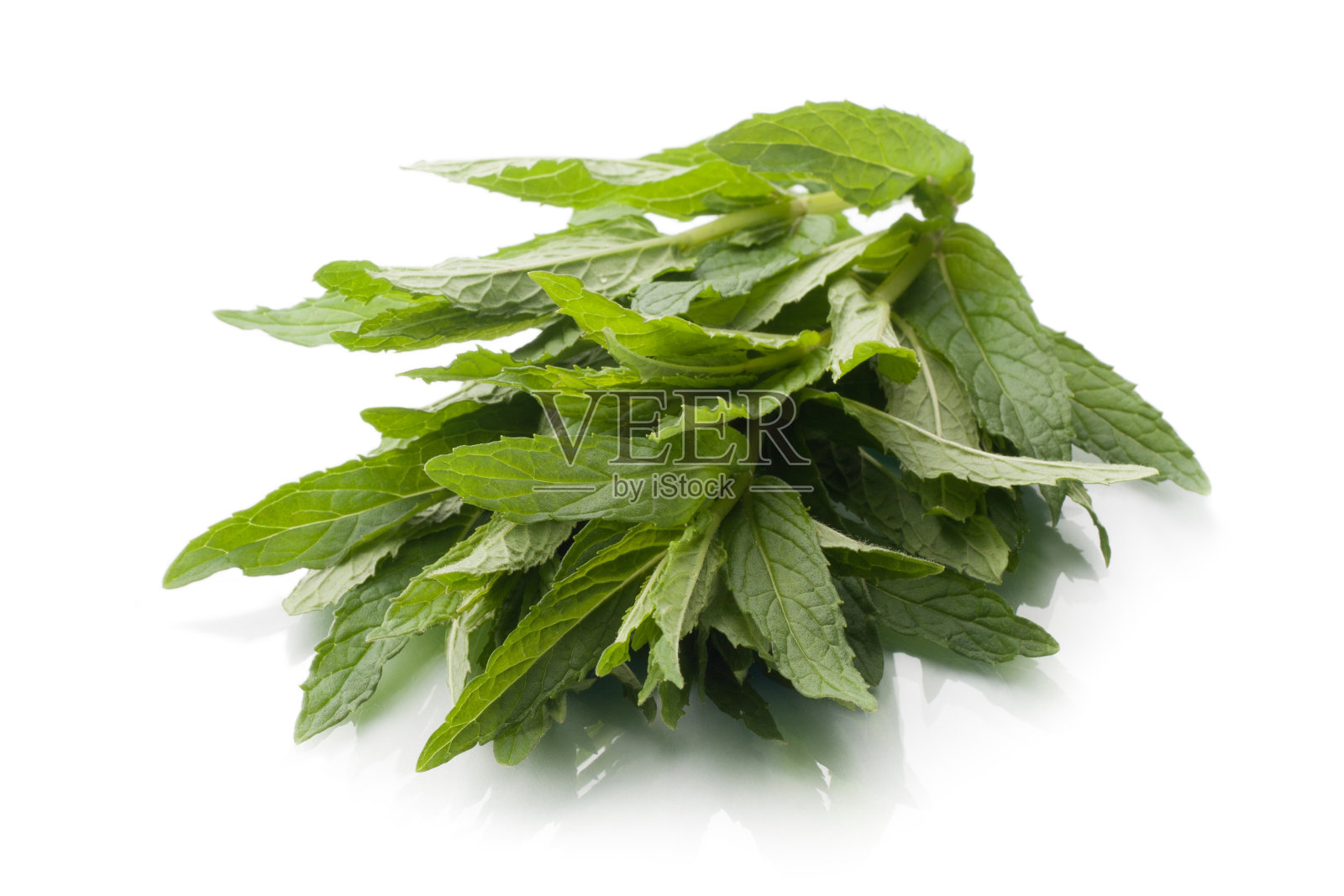一束新鲜的薄荷被隔离在白色照片摄影图片