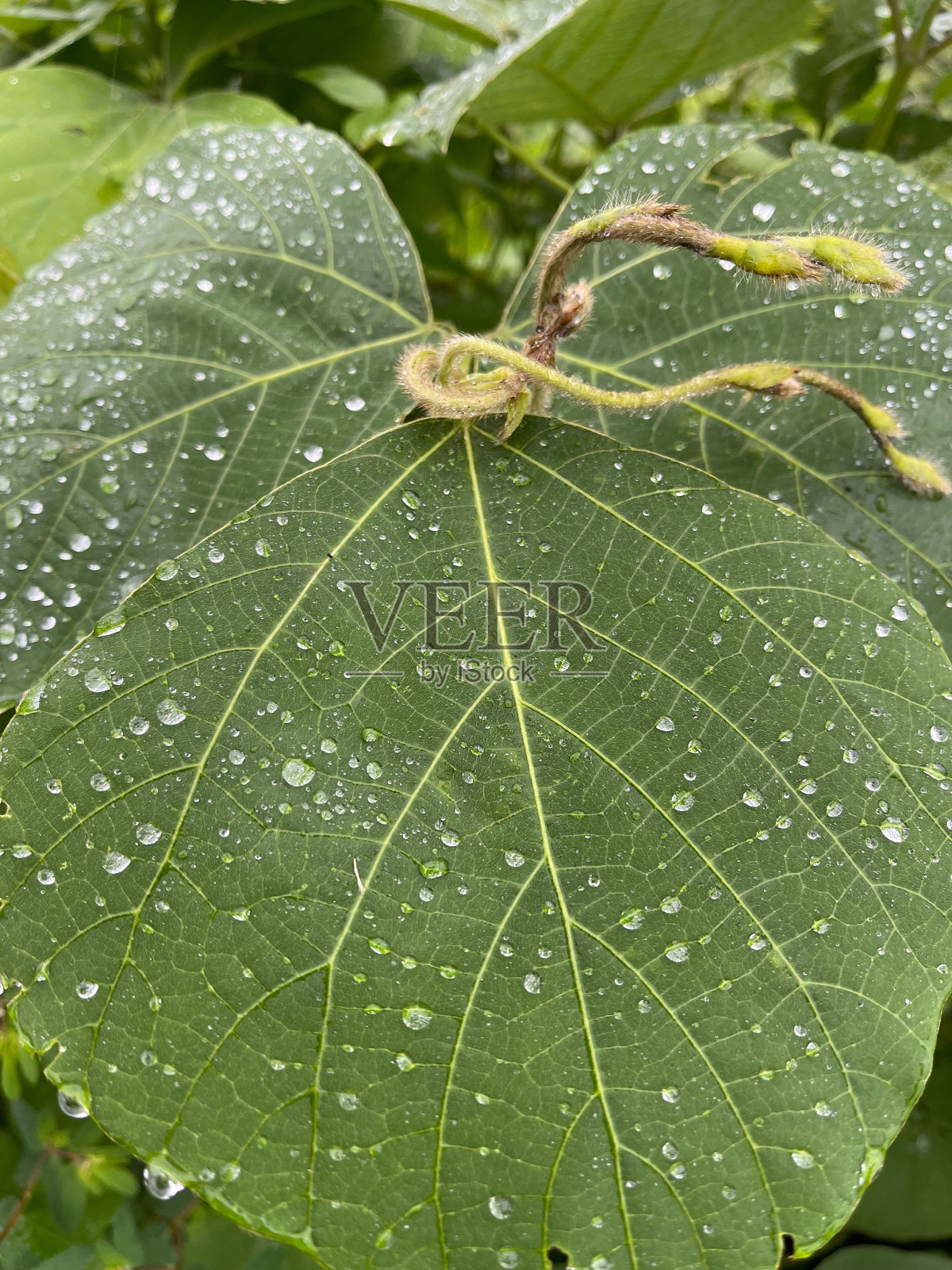 葛叶被雨打湿了照片摄影图片