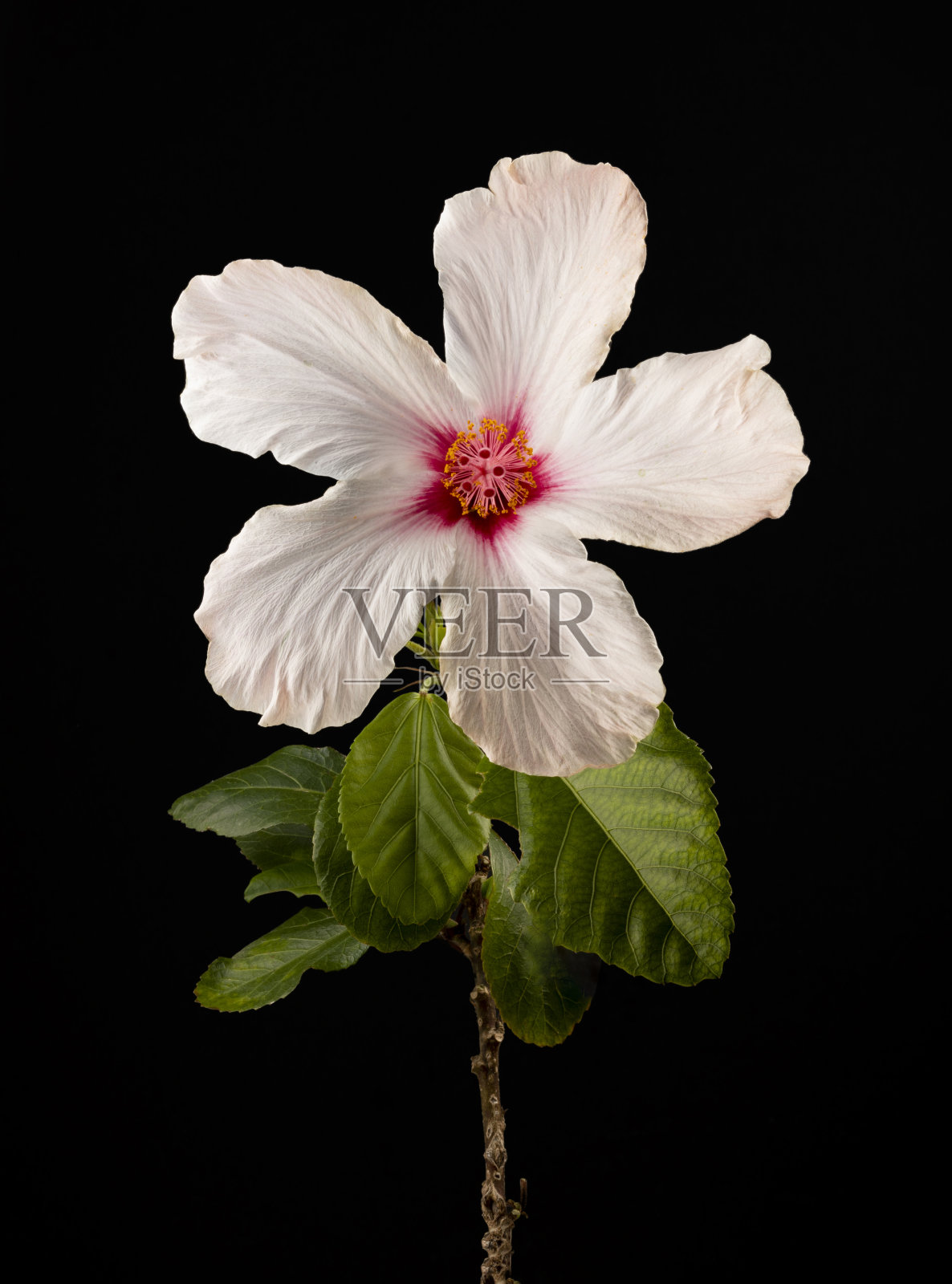 阿多诺的照片摄影图片