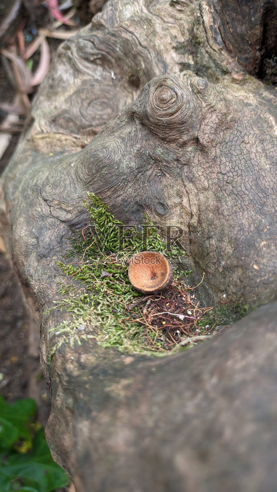 在一棵桉树的根部照片摄影图片