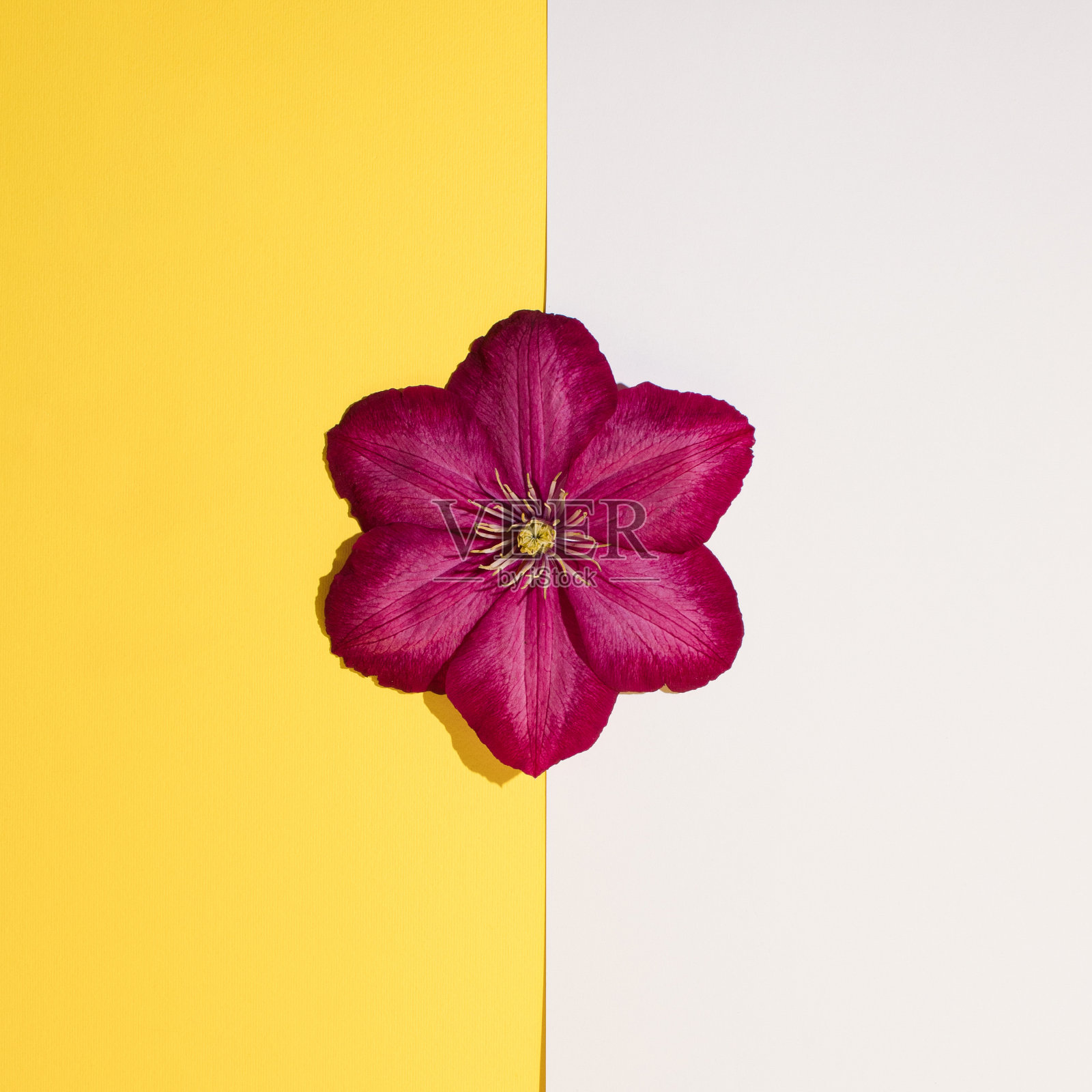 紫色的花在黄色和白色的背景上。最小自然概念。夏花平躺。照片摄影图片