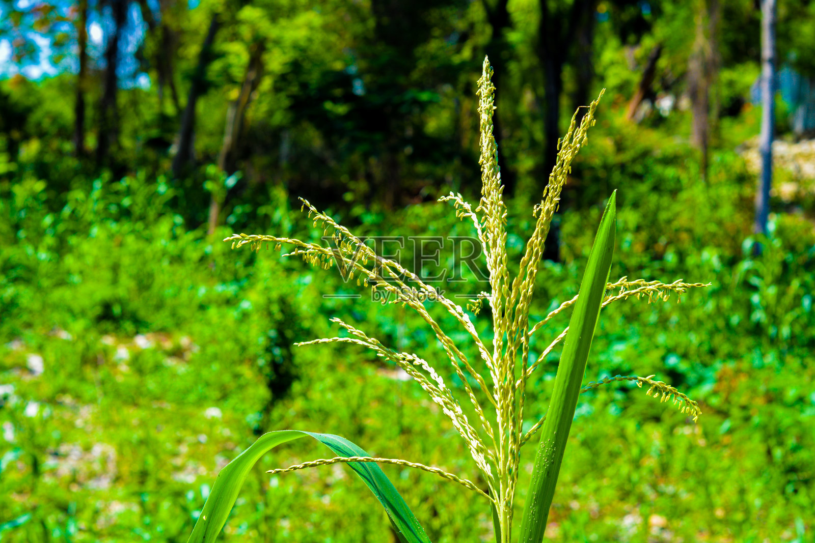 玉米的花园照片摄影图片