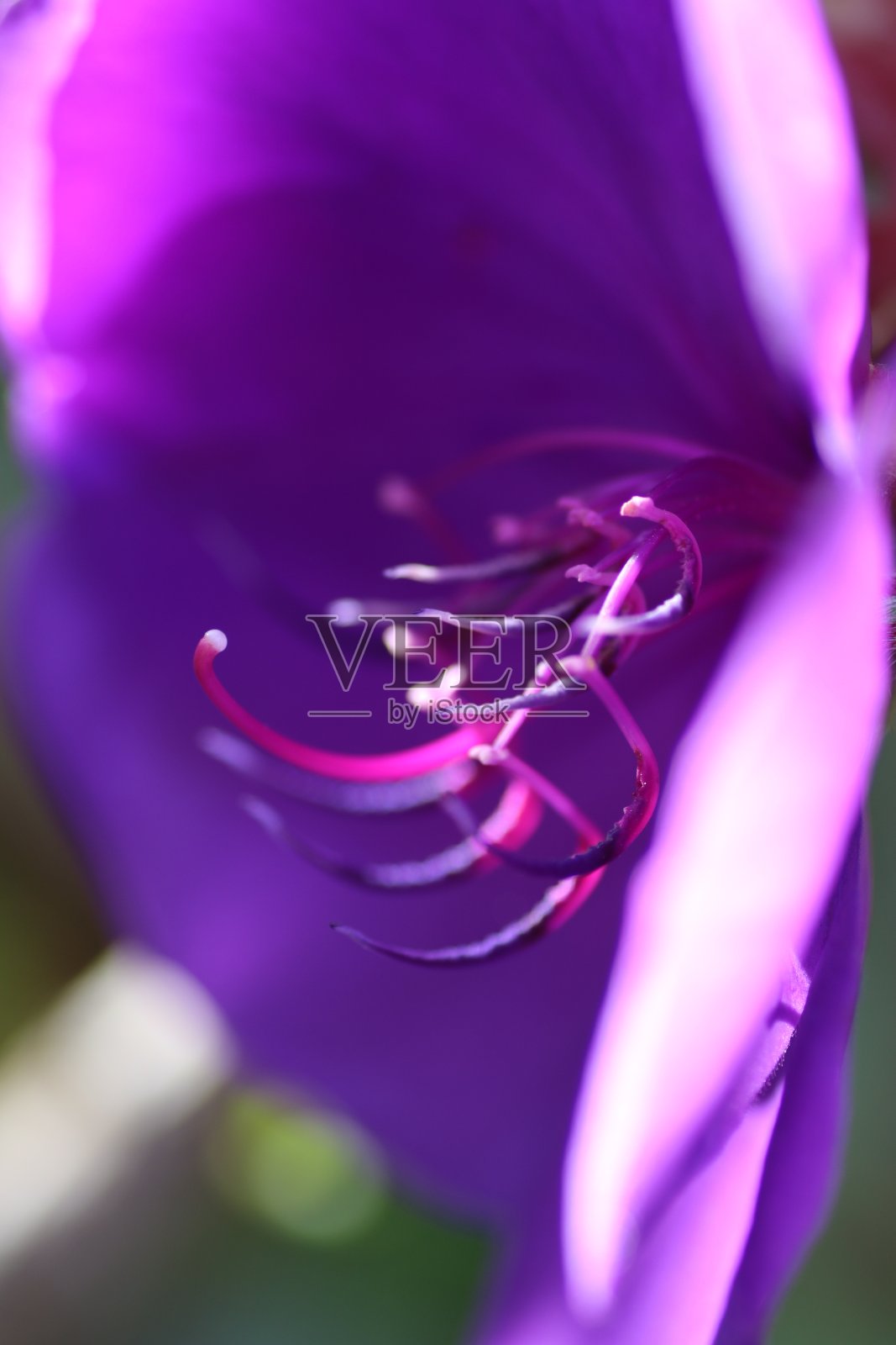 花的特写对模糊的背景照片摄影图片