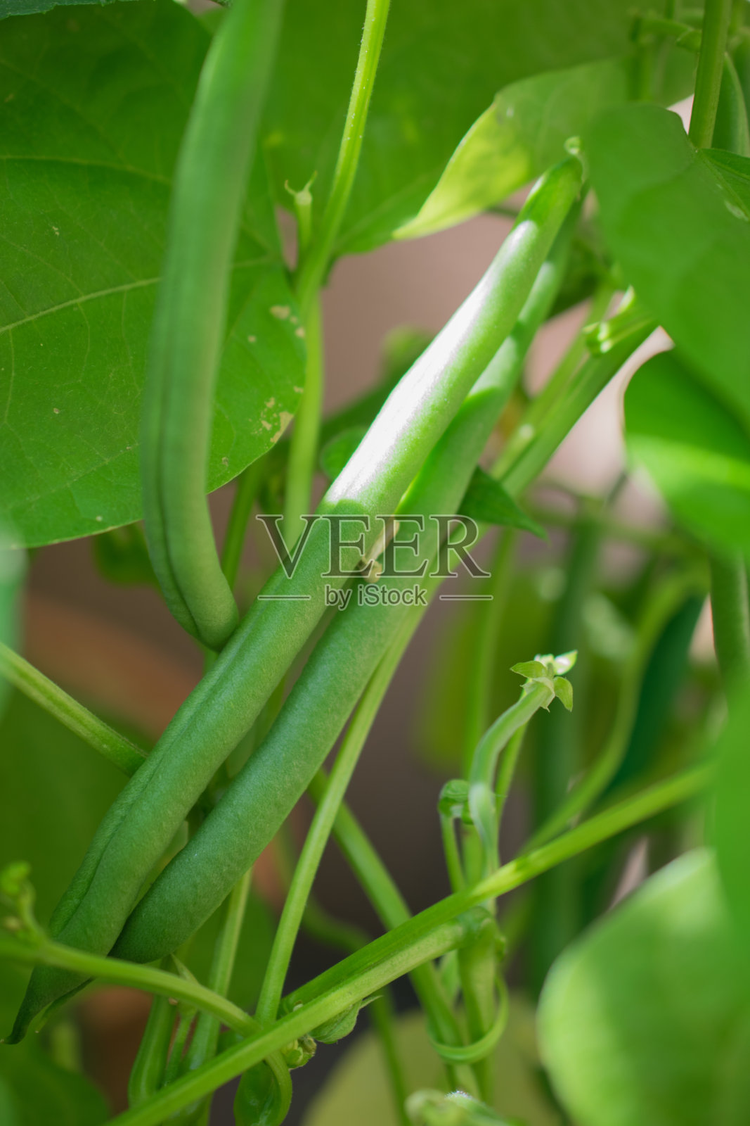 户外拍摄的新鲜可口的盆栽四季豆。照片摄影图片