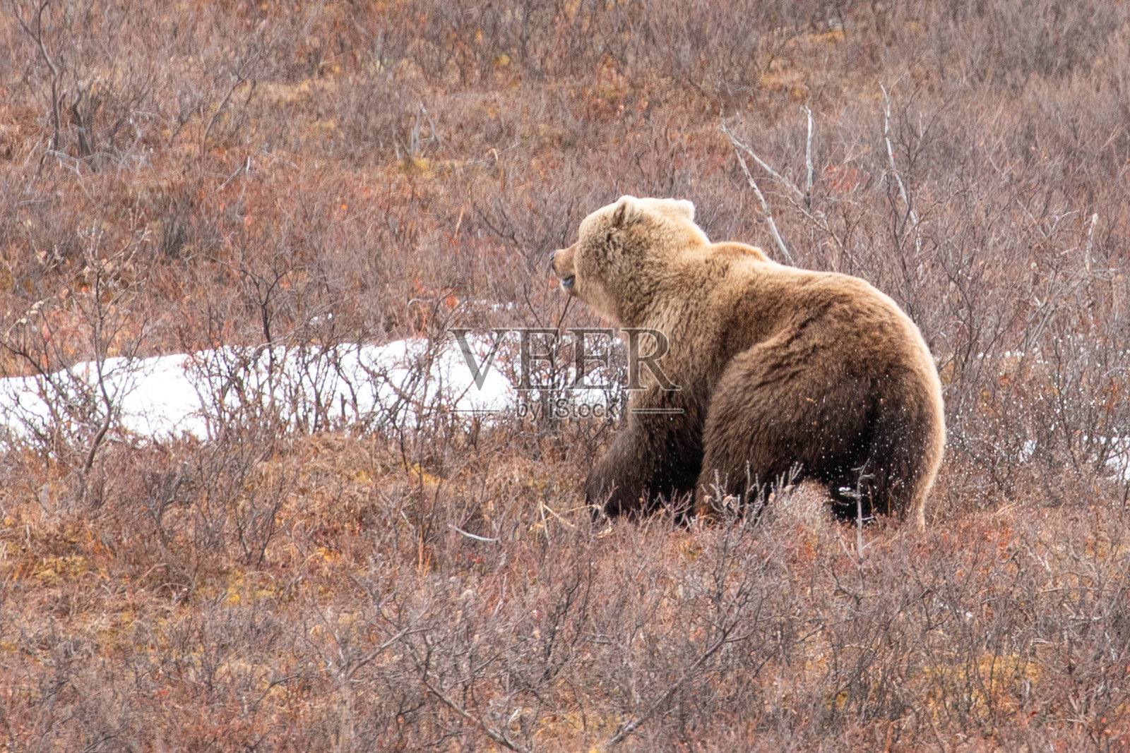 美国阿拉斯加州德纳里国家公园里，一只灰熊在奔跑照片摄影图片