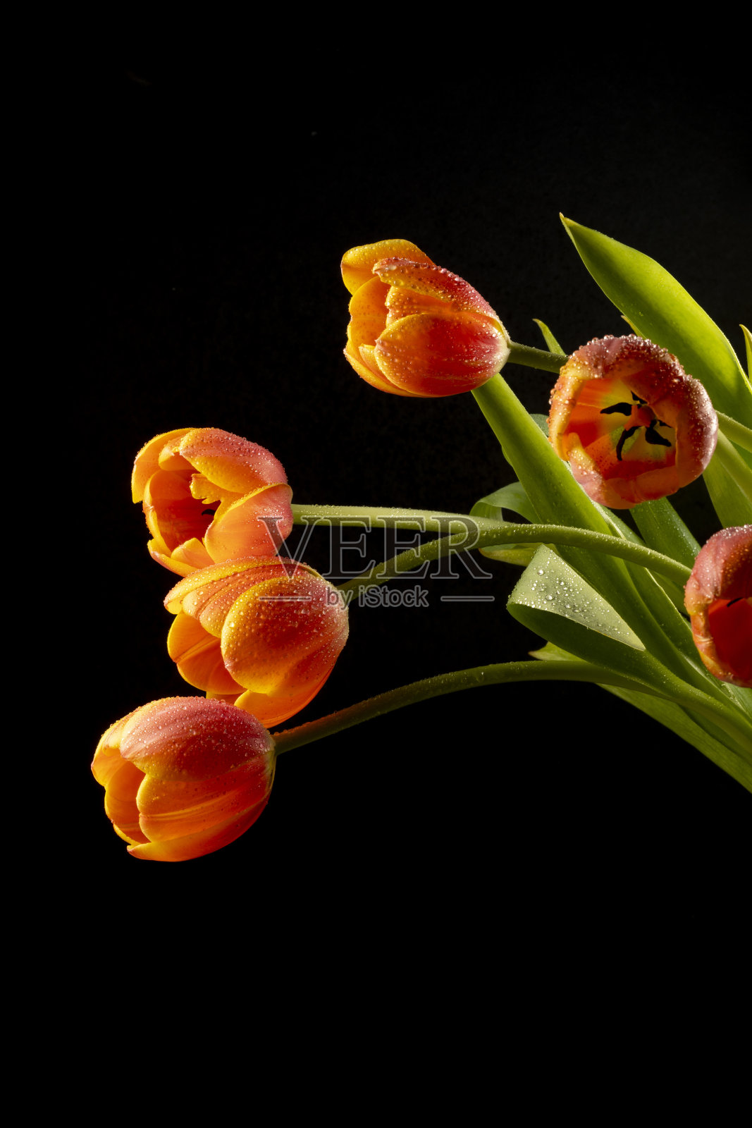 彩色花卉装饰的橙色郁金香在黑色的背景照片摄影图片