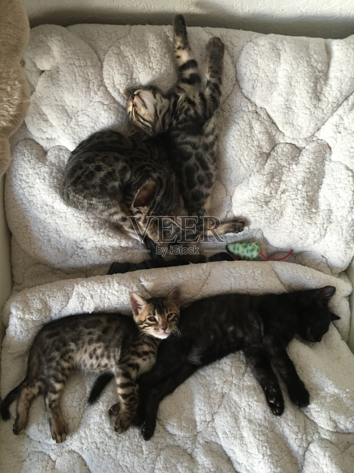 正上方是小猫在沙发上睡觉的照片照片摄影图片