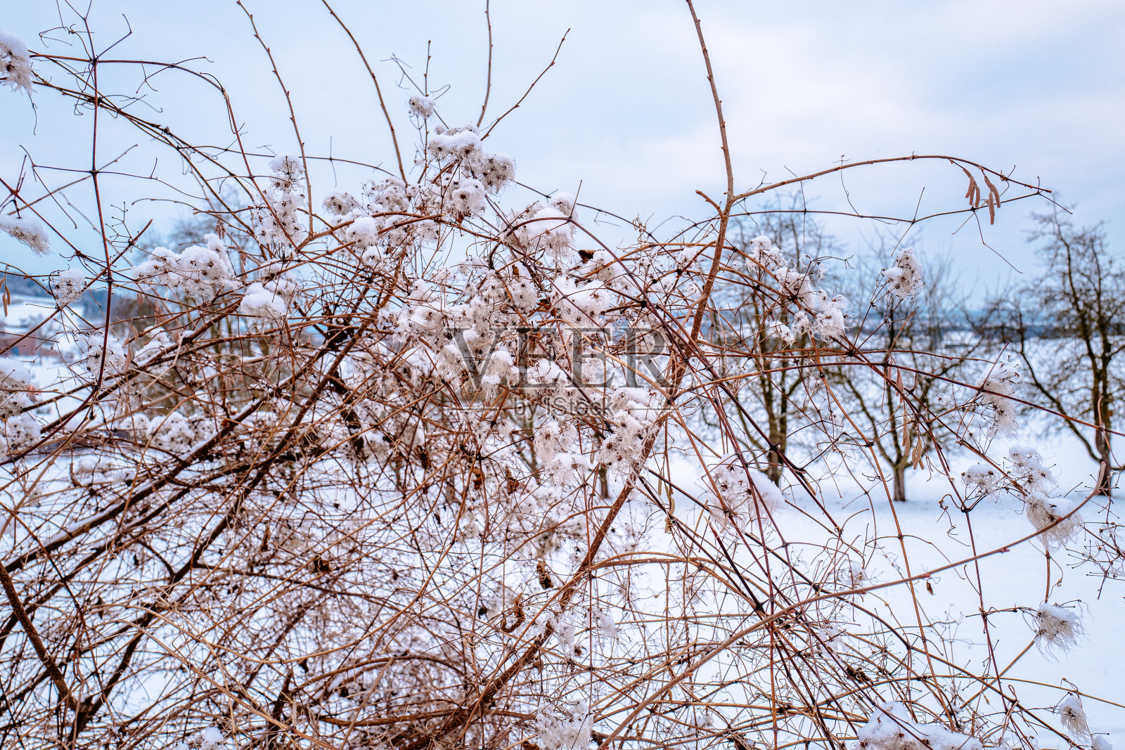 低角度看花树对天空照片摄影图片