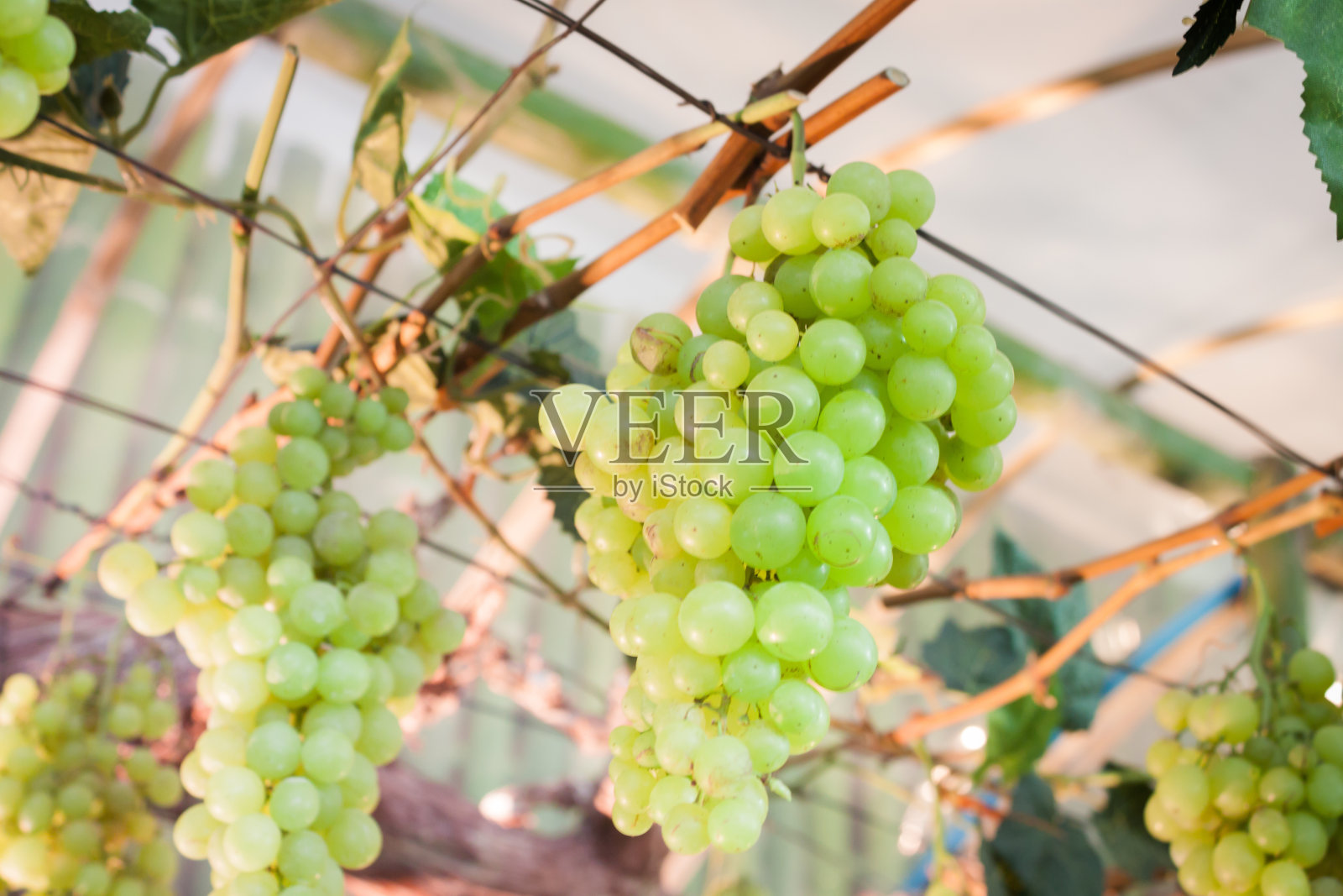 挂在树上的葡萄特写照片摄影图片