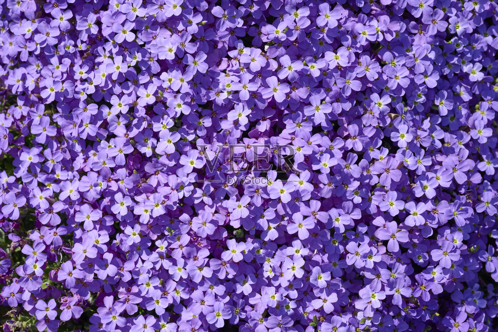 花园里的花特写照片摄影图片