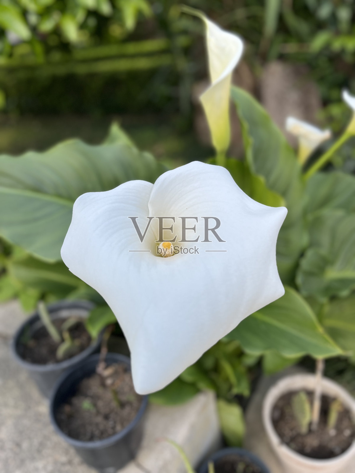 白色的花朵照片摄影图片