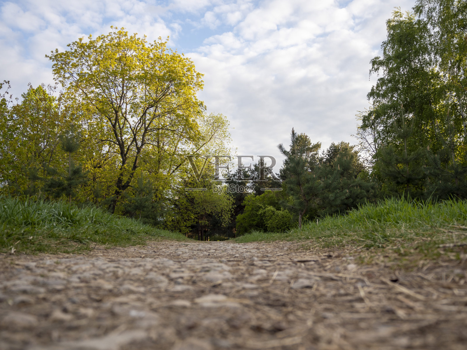 从下面看公园里的路照片摄影图片