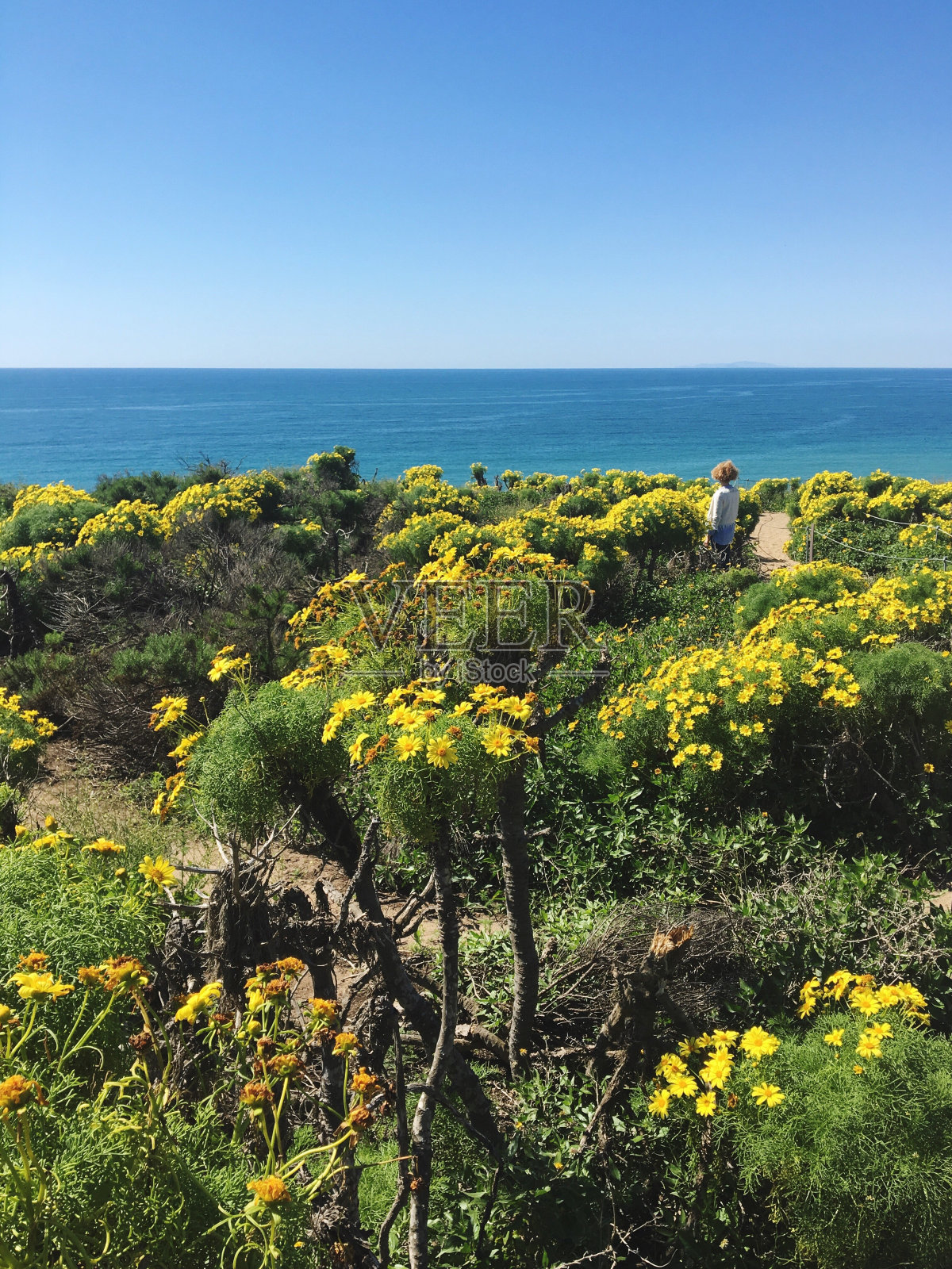 海边的黄花在湛蓝的天空下照片摄影图片