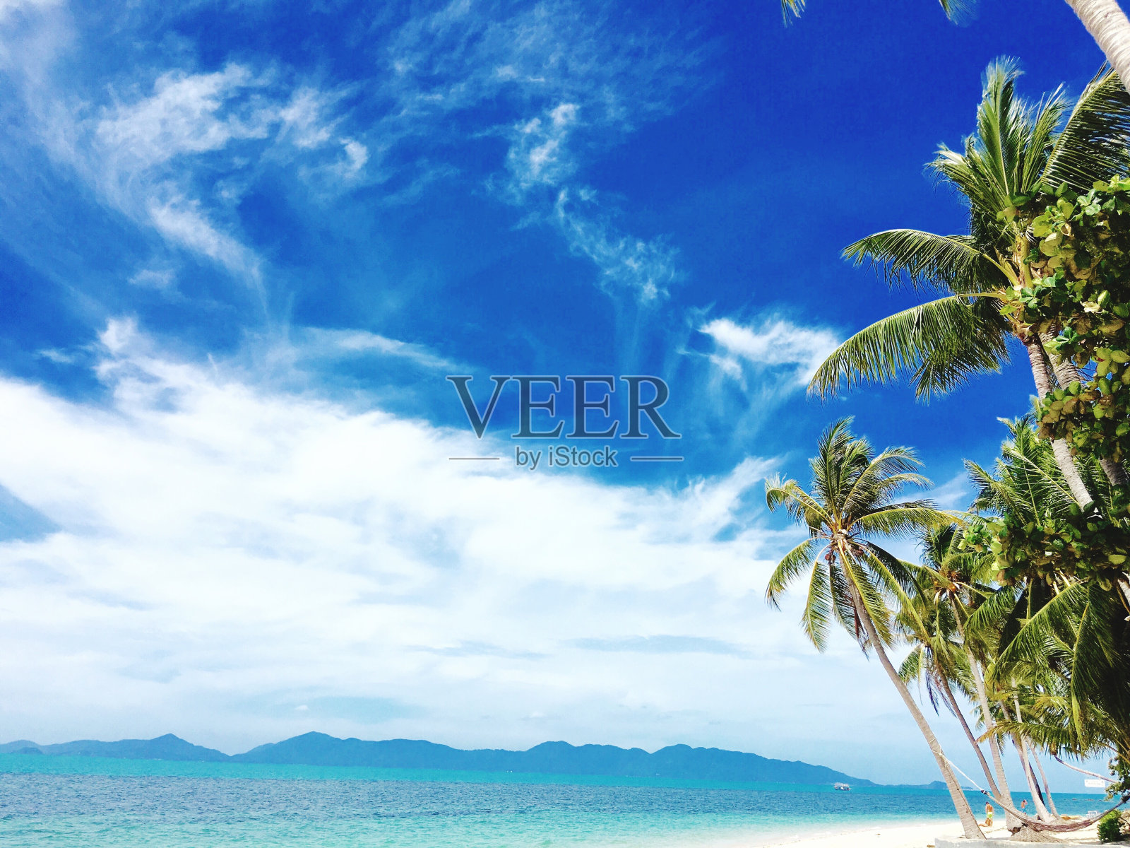 蓝天下棕榈树的低角度视角照片摄影图片