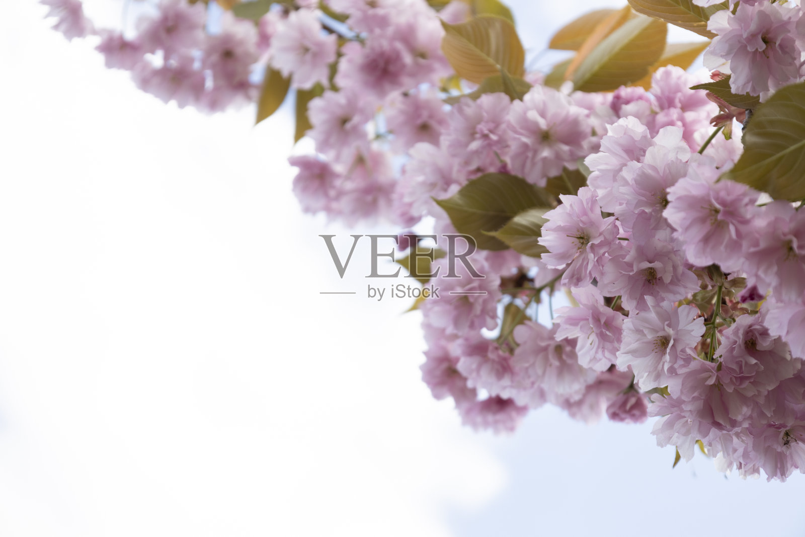 美丽的春天粉红色樱花的背景。树枝上盛开的樱花。照片摄影图片