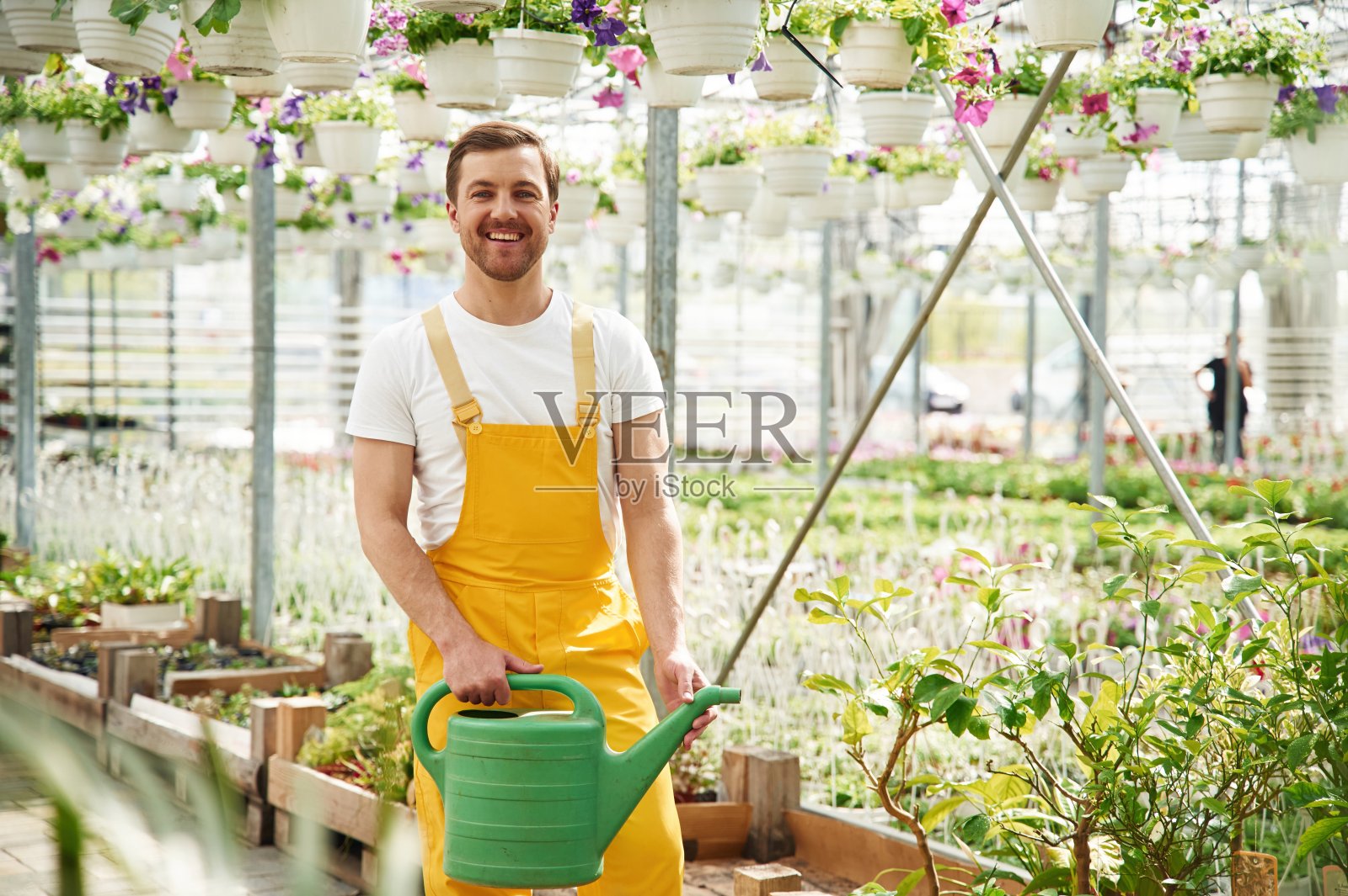 绿色的喷壶。花匠在园艺中心工作。成功的员工就像在明亮的温室里照片摄影图片