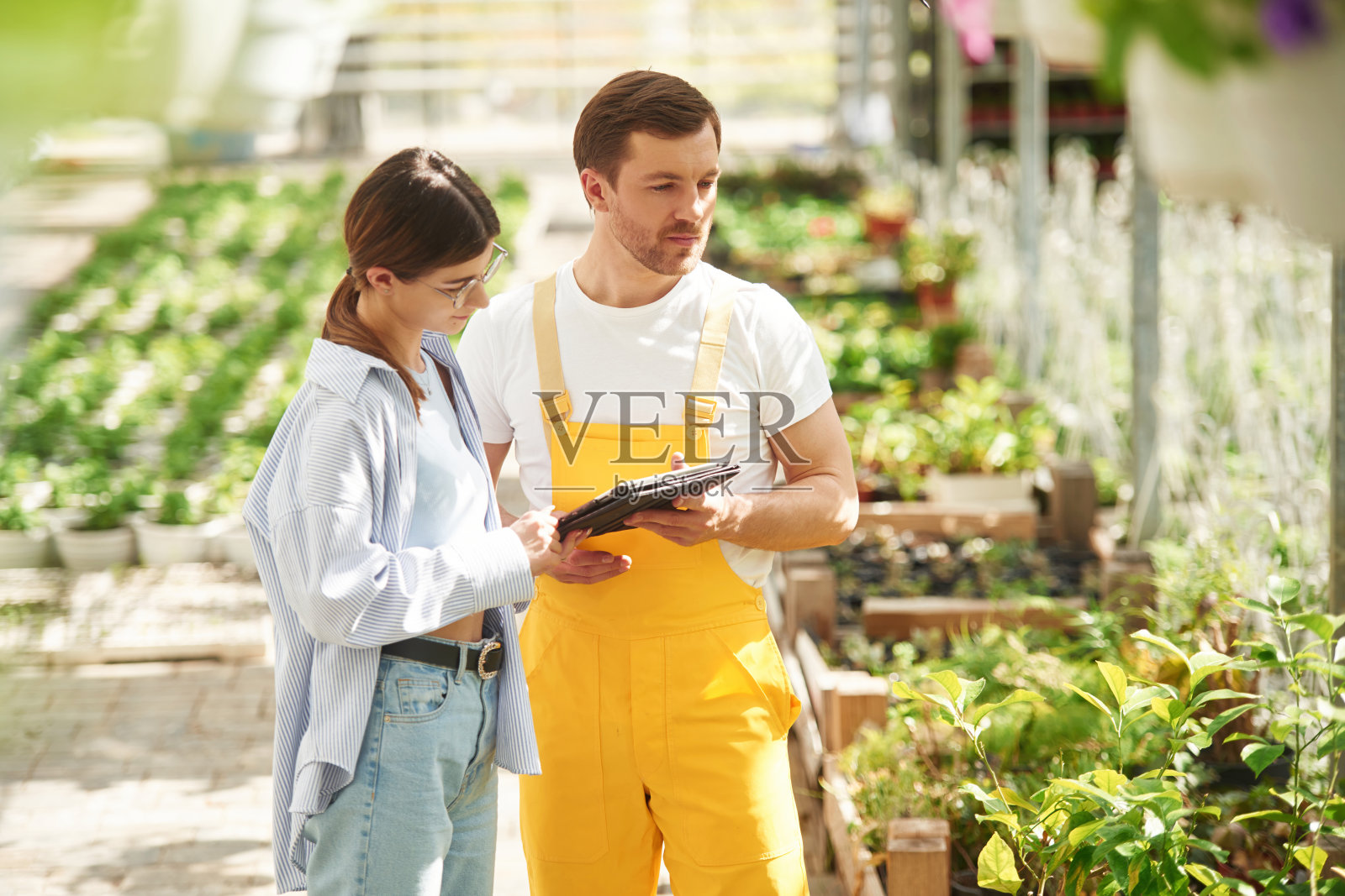 站立，使用数码平板电脑。花匠男女在明亮的温室里一起工作照片摄影图片